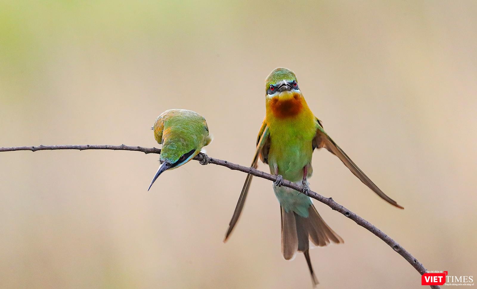 Khi đã chịu ăn mồi, con mái sẵn sàng cho việc giao phối bằng việc cúi thấp người sau màn ve vãn của chim trống