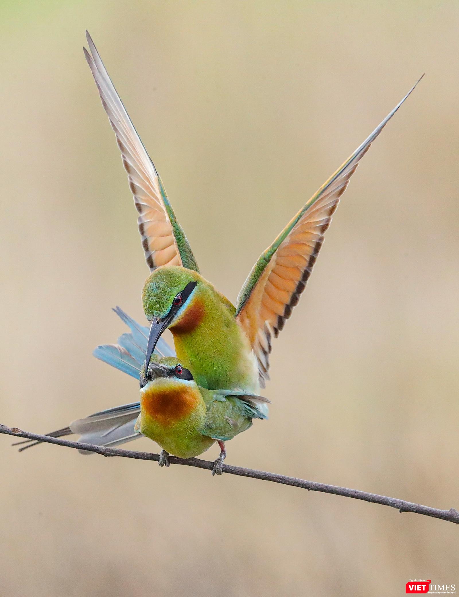 Và vũ điệu hoan ca...