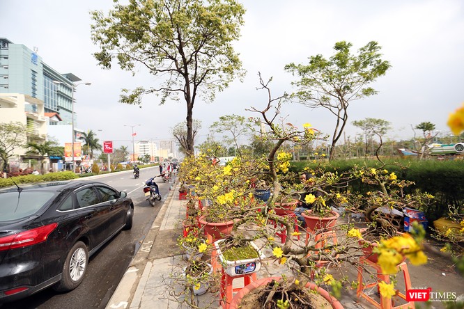 Ảnh: Đà Nẵng khoác áo hoa đón xuân mới Mậu Tuất - ảnh 2