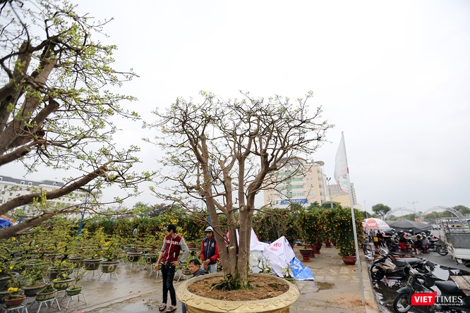 Ảnh: Đà Nẵng khoác áo hoa đón xuân mới Mậu Tuất - ảnh 9