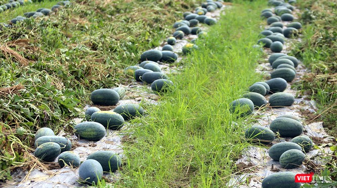 Quảng Nam: “Hắc Mỹ Nhân” chín đầy đồng, người trồng dưa đứng ngồi không yên ảnh 1