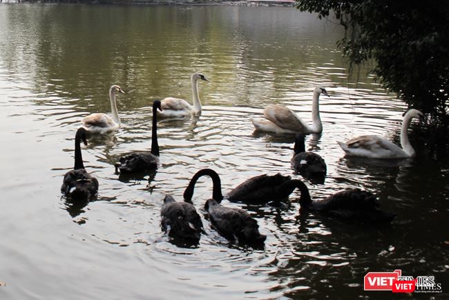 12 con thiên nga được di chuyển từ hồ Gươm sang hồ Thiền Quang trong đêm - ảnh 1