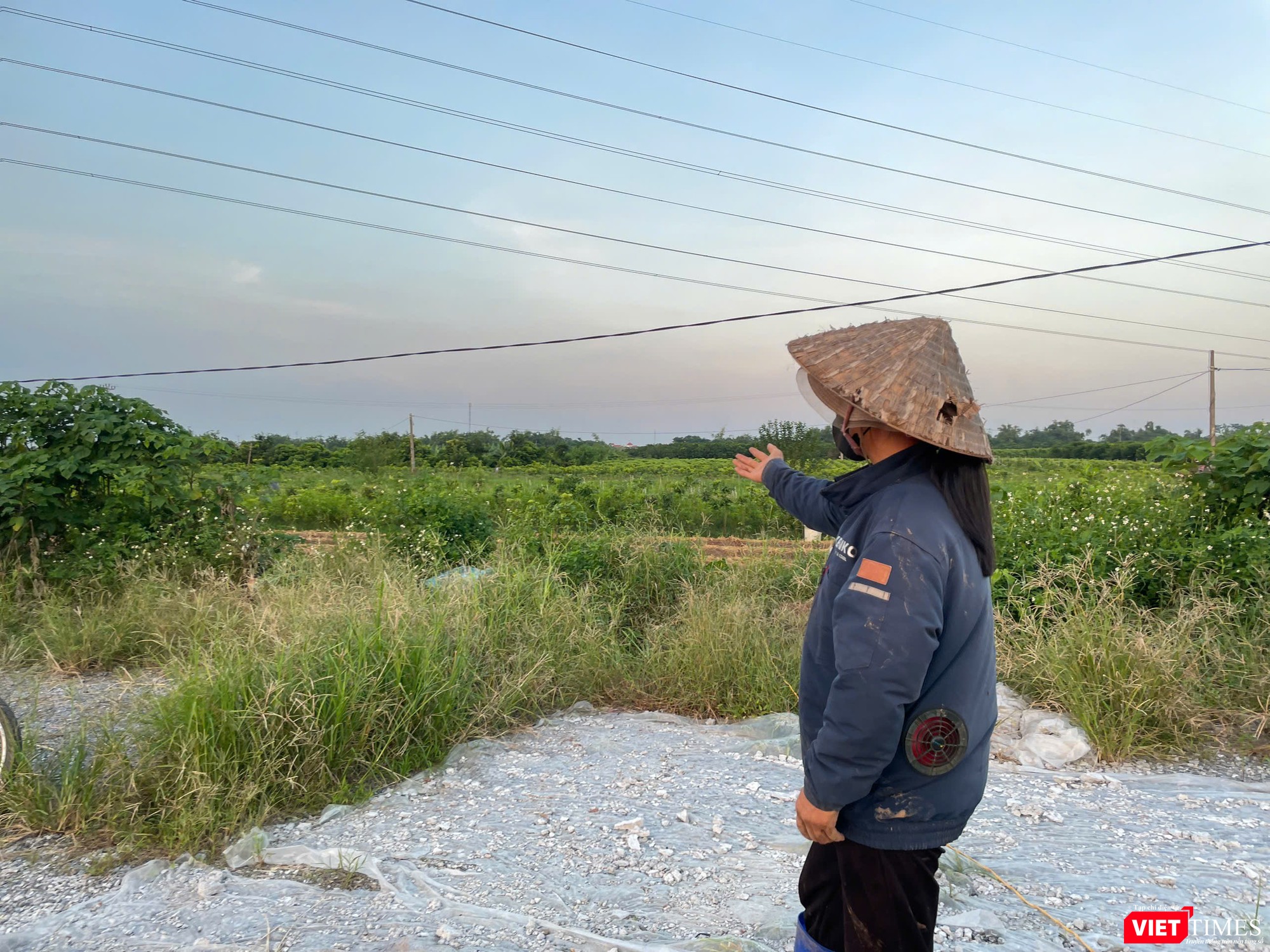 Khu vực Khoái Châu nổi tiếng với nghề trồng cây giống, từ nhãn, quất cảnh, chuối cho đến nhiều loại cây giống khác. vt-hy20.jpg