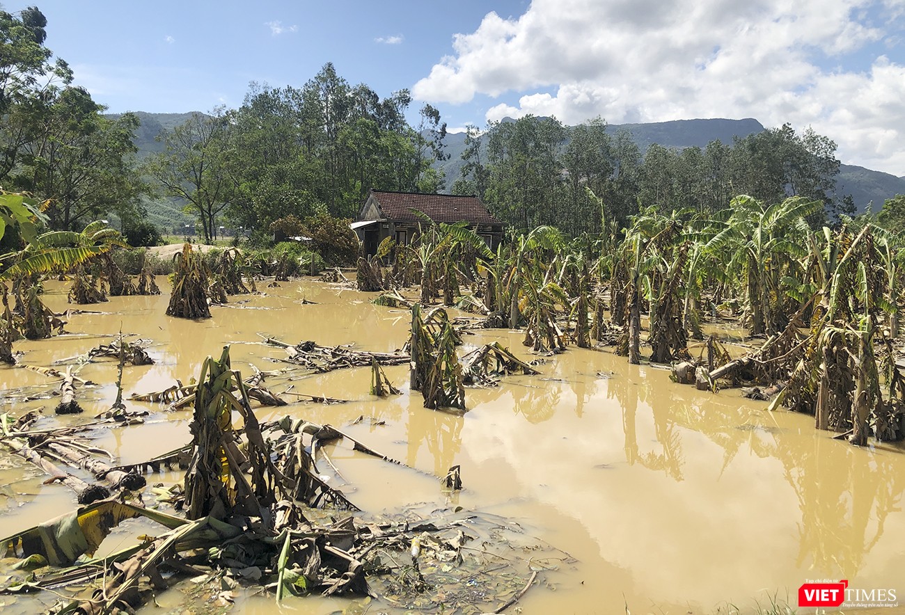 Hoa màu bị tàn phá nghiêm trọng