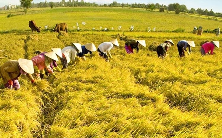 Tình trạng lao động dư thừa trong nông nghiệp vẫn còn rất lớn. Ảnh: Thời báo Nông nghiệp Việt Nam Tình trạng lao động dư thừa trong nông nghiệp vẫn còn rất lớn. Ảnh: Thời báo Nông nghiệp Việt Nam