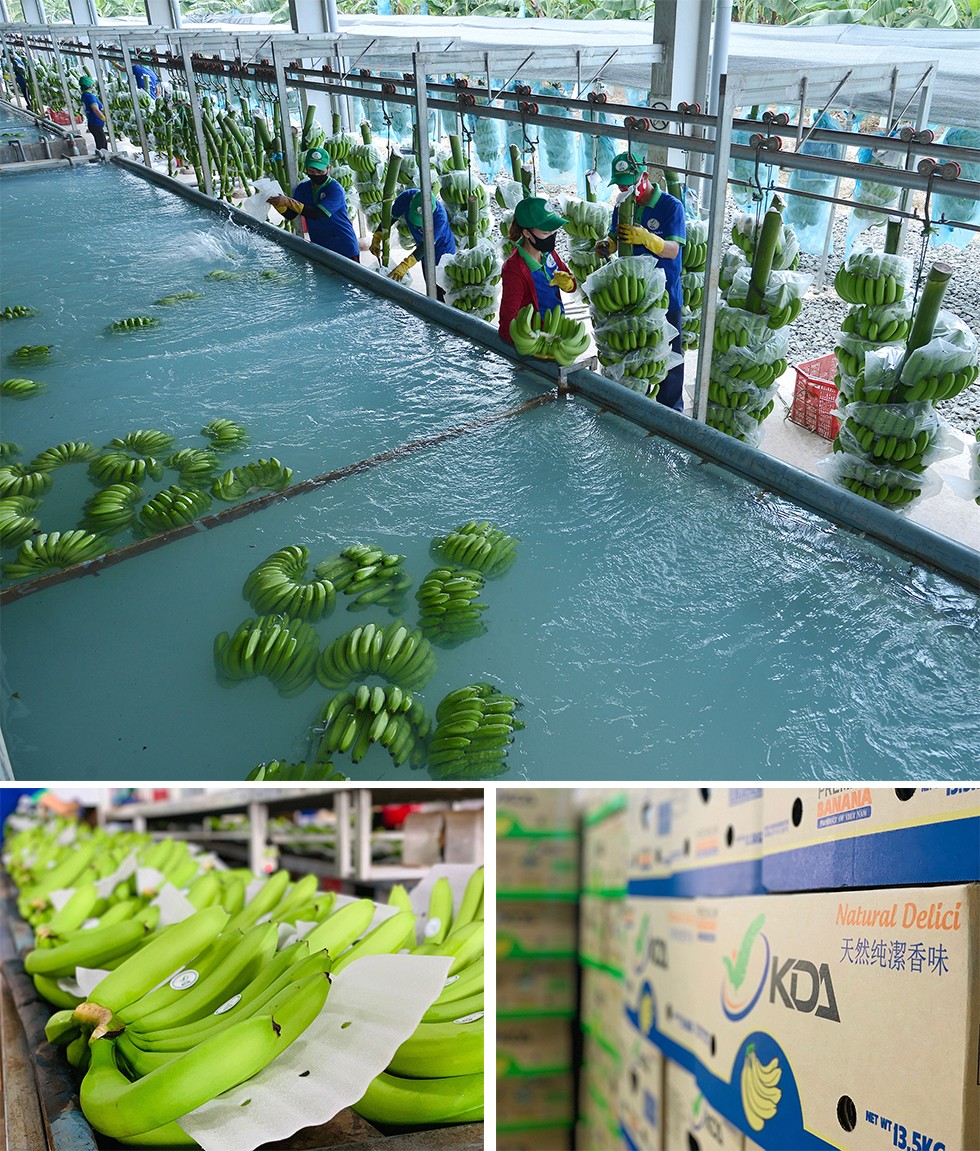 Dây chuyền sản xuất chuối KDA tại Đắk Lắk.