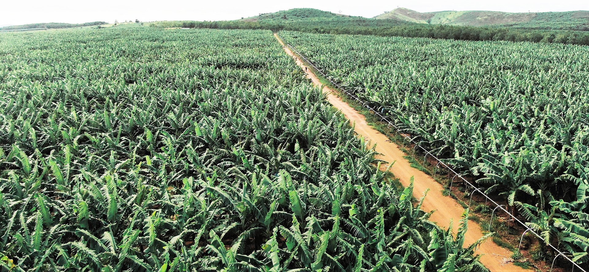 Trang trại chuối KD Green Farm của Tập đoàn KDI Holdings.