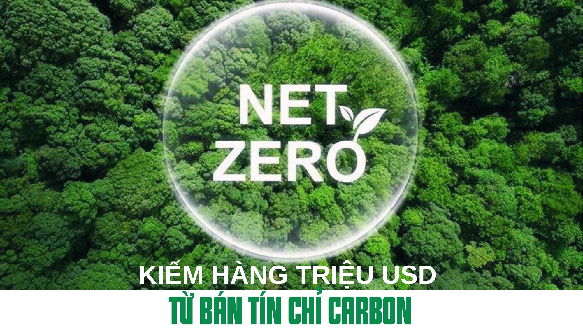 Kiếm hàng triệu USD từ bán tín chỉ carbon