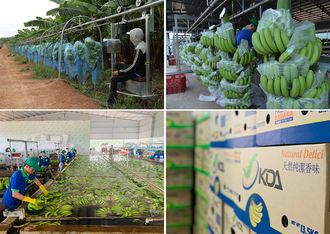 Hình ảnh trang trại chuối KD Green Farm của Tập đoàn KDI Holdings.