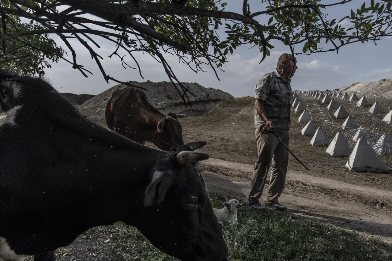 Một thường dân Ukraine cùng đàn bò của mình gần công sự. Ảnh: WSJ. Ukraine tăng tốc xây dựng pháo đài chống Nga kéo dài từ Kharkov tới Zaporizhzhia 5.png
