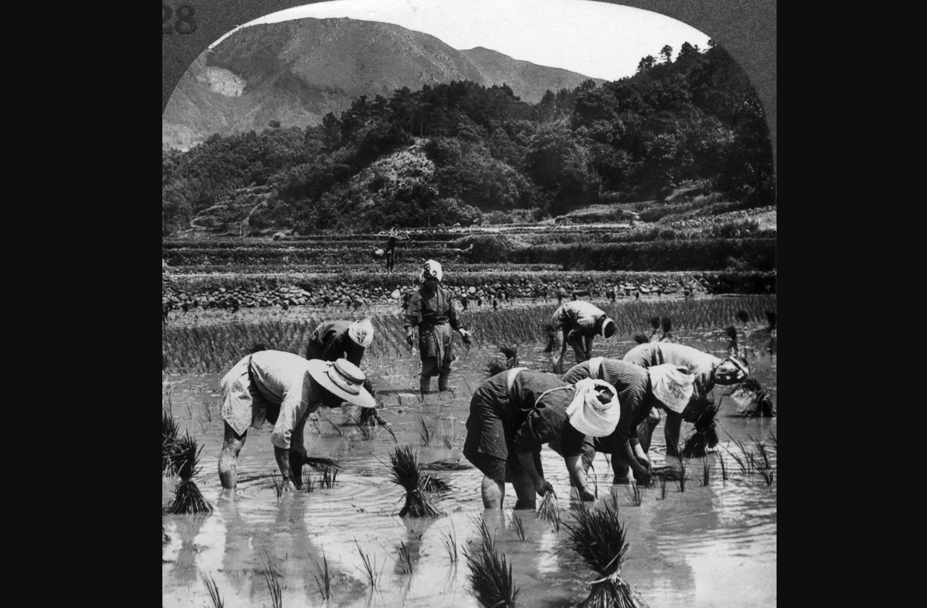 Gạo đắt nhất thế giới của Nhật Bản Câu chuyện đằng sau hạt gạo giá gần 2 triệu đồng hộp 3.png