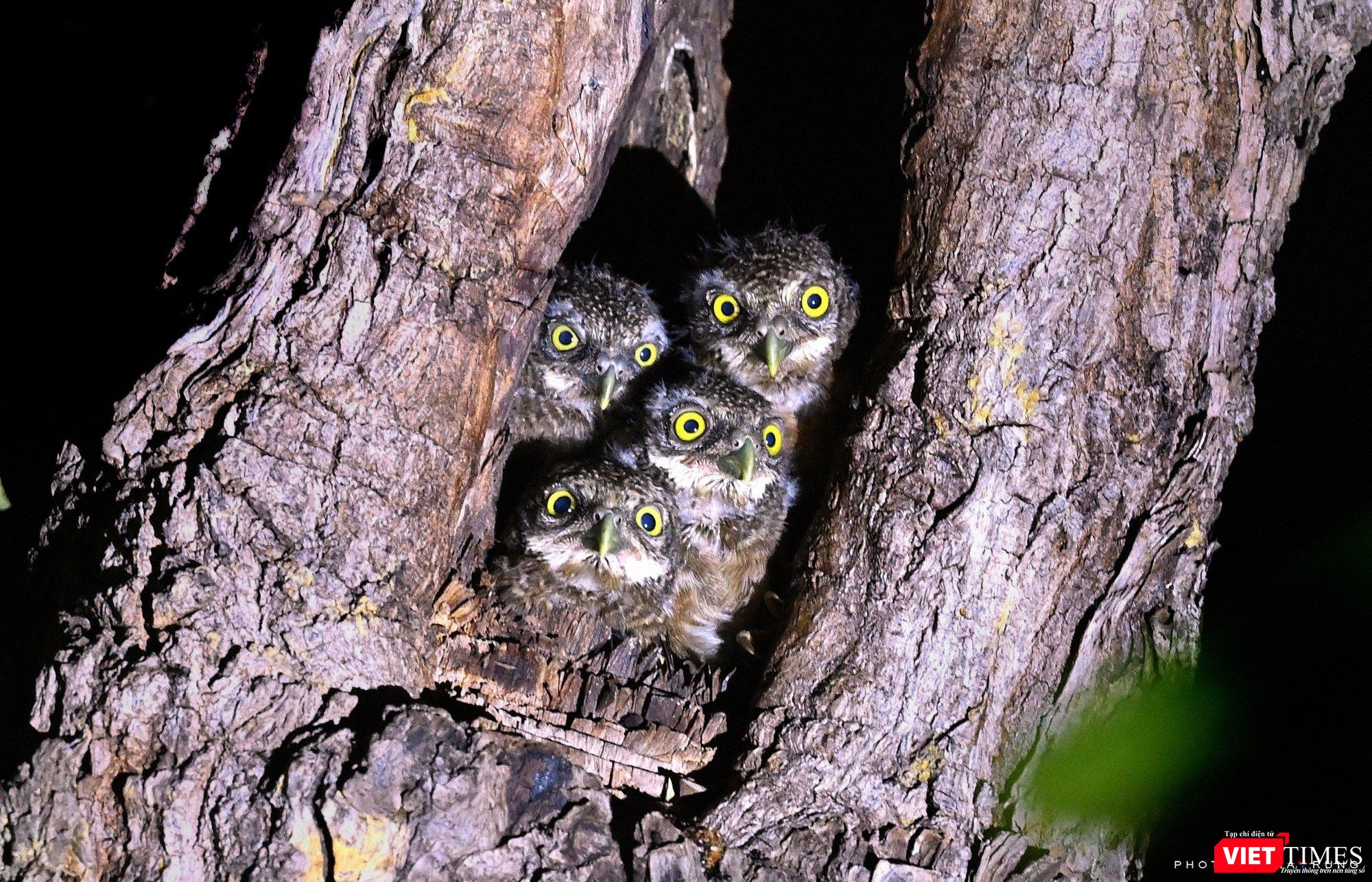 " Nhà trẻ trên cây"- Tổ ấm đáng yêu của đàn Cú Vọ " Nhà trẻ trên cây"- Tổ ấm đáng yêu của đàn Cú Vọ