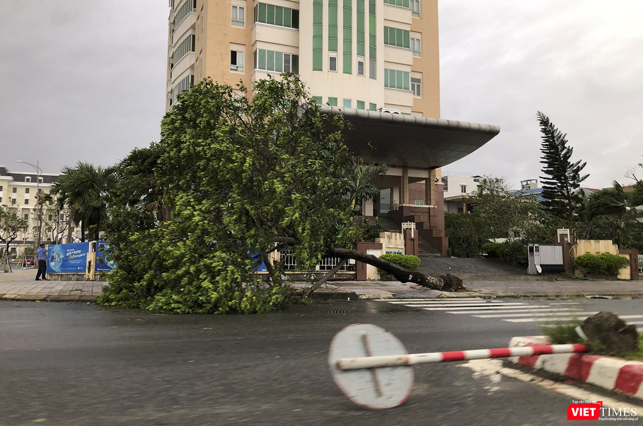 Cây xanh và biển báo giao thônng bị quật ngã