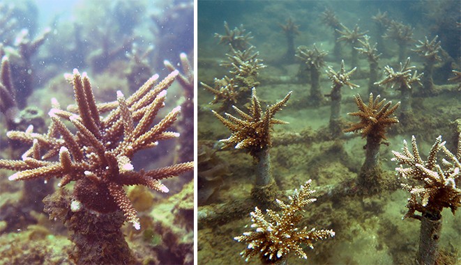 San hô được phục hồi và tái sinh tại bãi Tiên, dự án Vega City Nha Trang San hô được phục hồi và tái sinh tại bãi Tiên, dự án Vega City Nha Trang