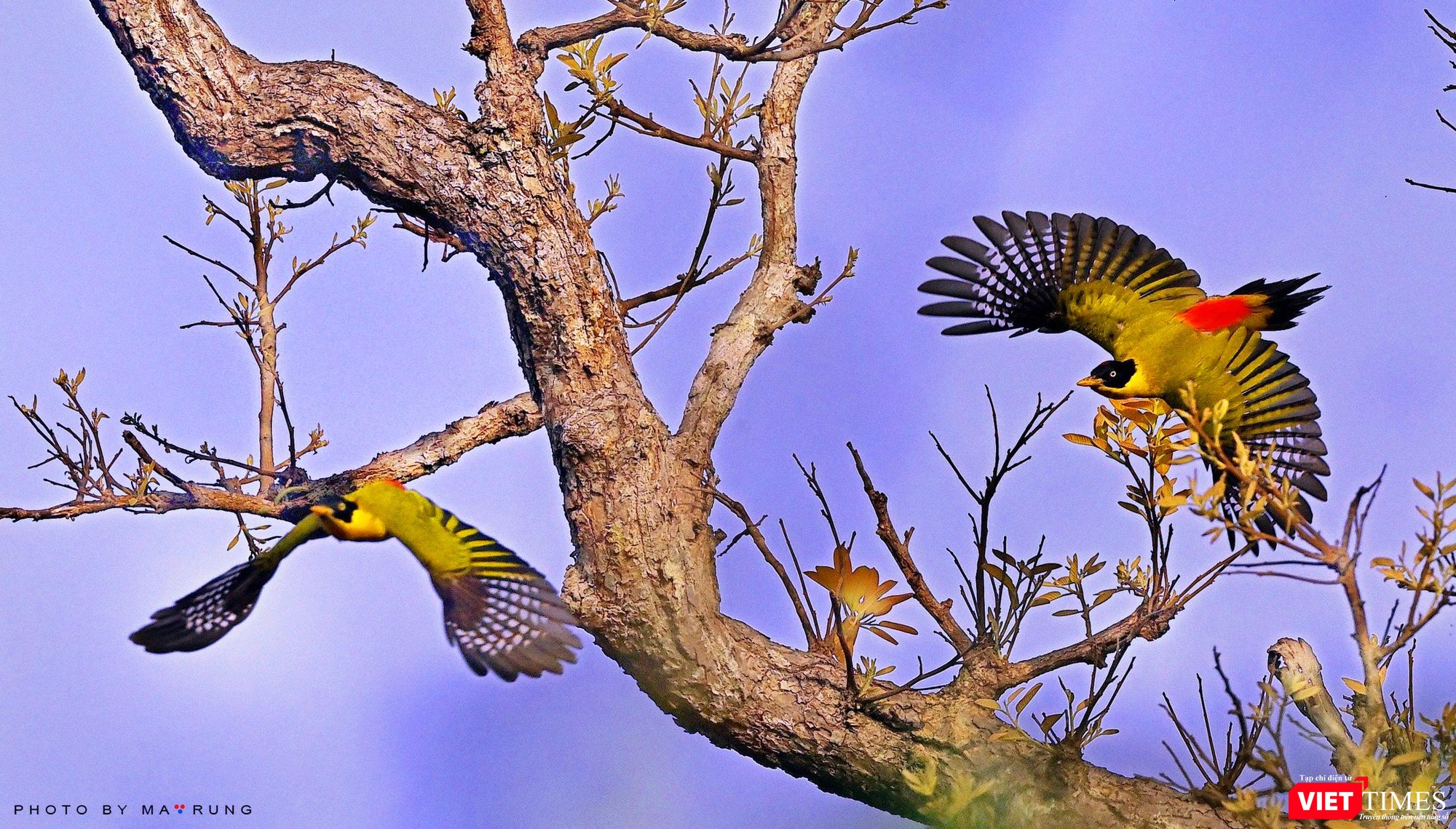 Dáng bay tuyệt đẹp của Gõ Kiến Xanh Hông Đỏ Dáng bay tuyệt đẹp của Gõ Kiến Xanh Hông Đỏ