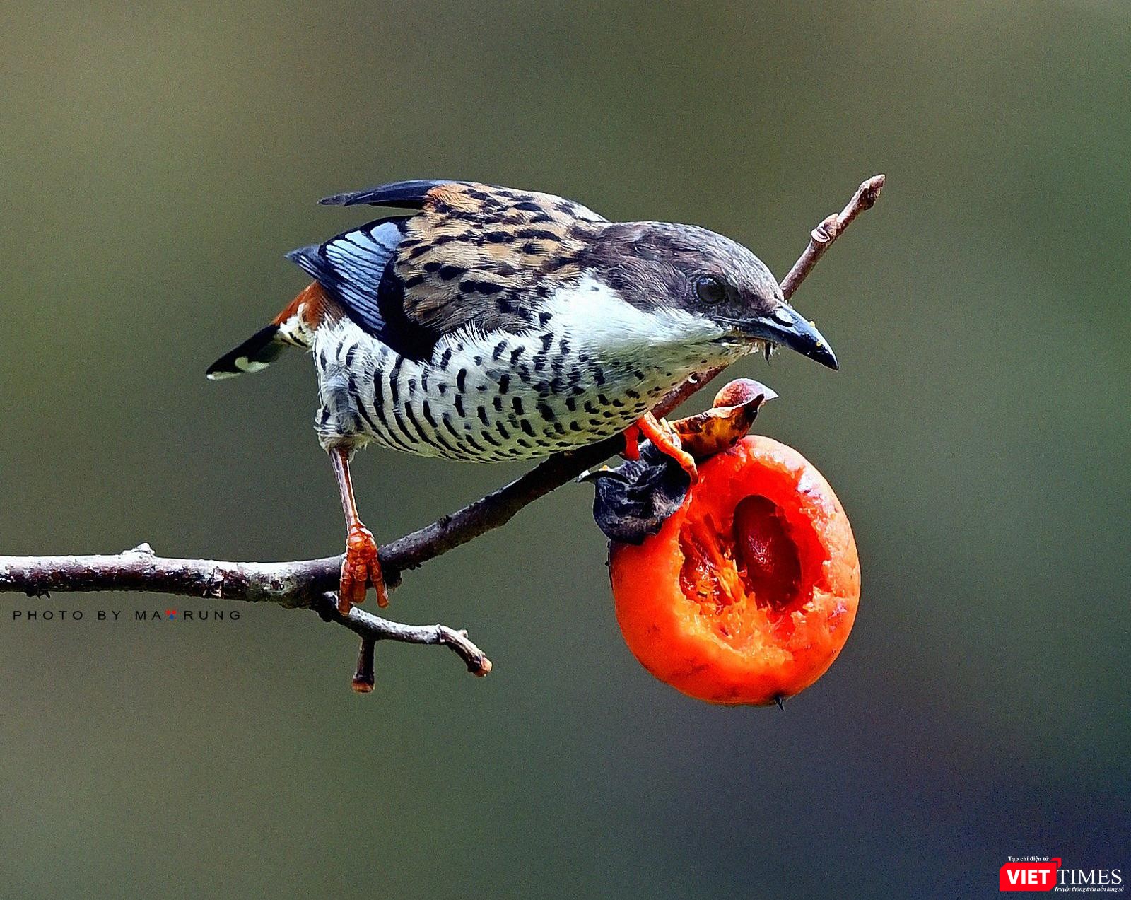 Khướu Hông Đỏ- Chim đặc hữu của Cao nguyên Lâm Viên Khướu Hông Đỏ- Chim đặc hữu của Cao nguyên Lâm Viên