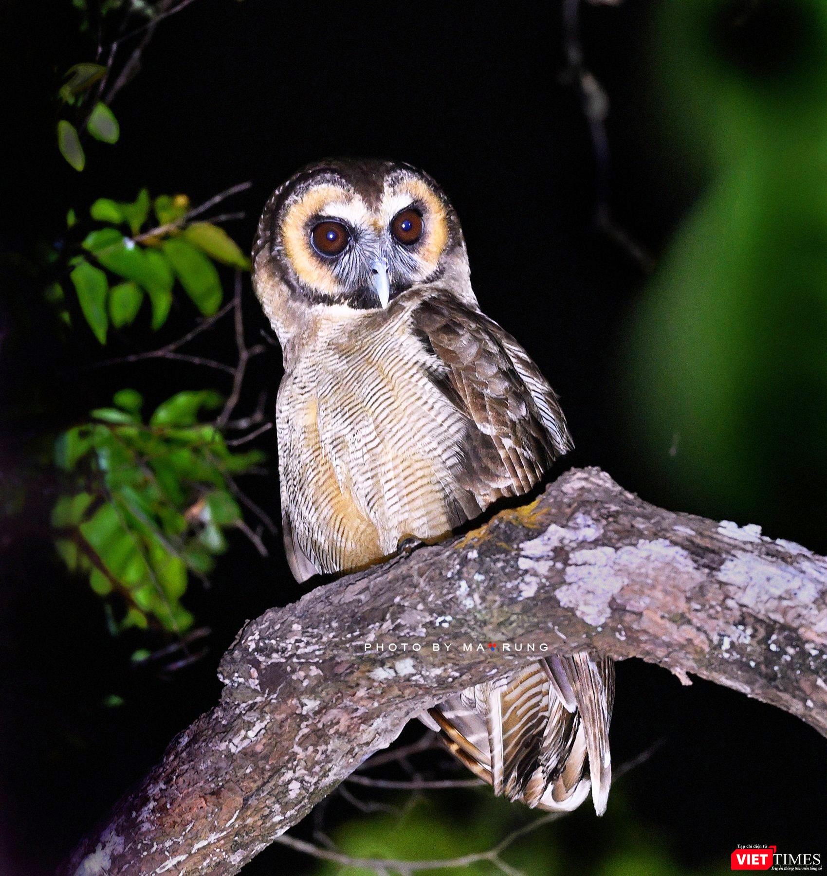 Nhan sắc huyền bí của chim Hù Lào- có tên trong Sách Đỏ VN Nhan sắc huyền bí của chim Hù Lào- có tên trong Sách Đỏ VN