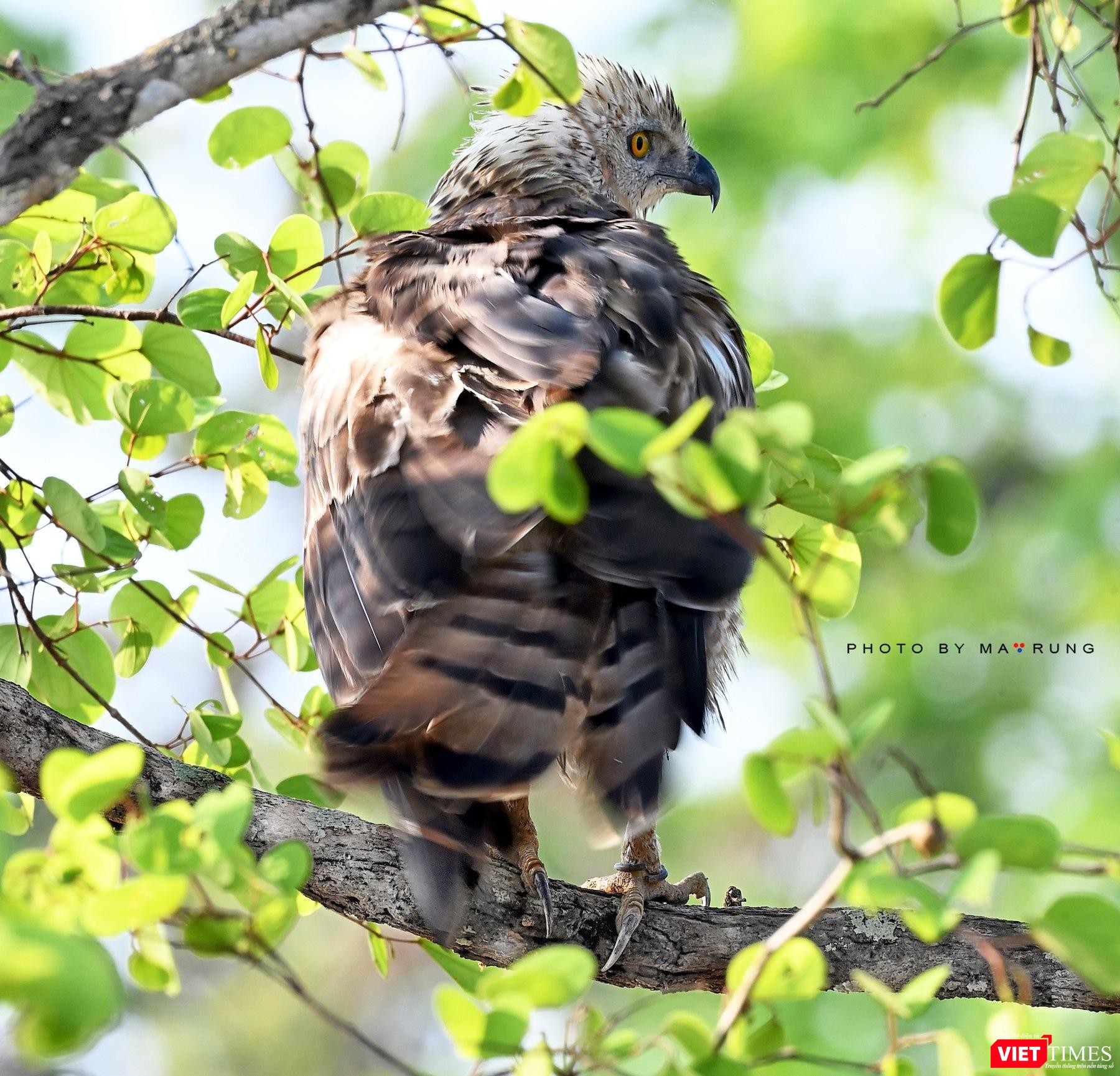 Từ góc chụp này, mới thấy rõ cổ chân Diều Đầu Nâu vẫn còn khoen xích sắt Từ góc chụp này, mới thấy rõ cổ chân Diều Đầu Nâu vẫn còn khoen xích sắt