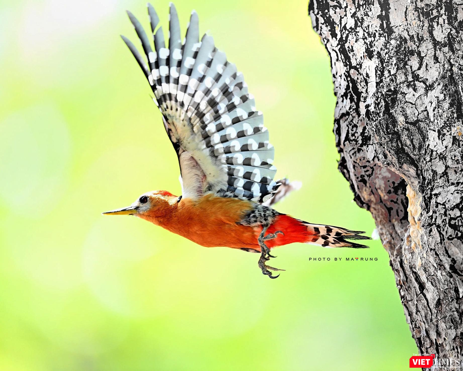 Gõ Kiến Bụng Hung Gõ Kiến Bụng Hung