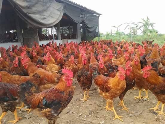 Tích tụ ruộng đất, nhìn từ những người trong cuộc: Chuyện buồn của Thạo (kỳ 1) - ảnh 1