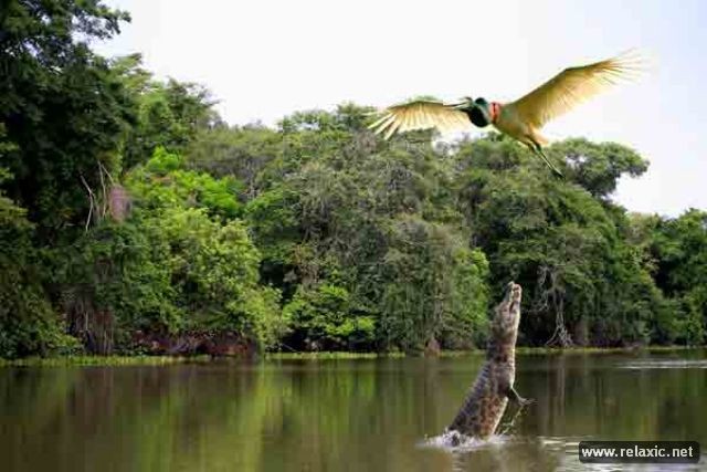 Kỳ thú khu tự nhiên hoang dã Pantanal - Brazil - ảnh 2