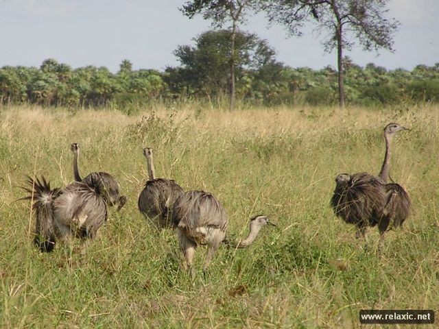 Kỳ thú khu tự nhiên hoang dã Pantanal - Brazil - ảnh 4