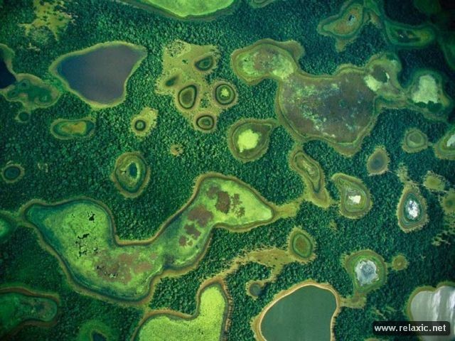 Kỳ thú khu tự nhiên hoang dã Pantanal - Brazil - ảnh 9