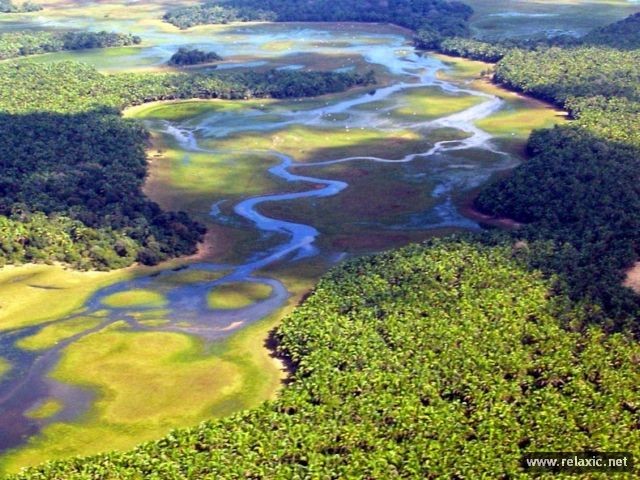 Kỳ thú khu tự nhiên hoang dã Pantanal - Brazil - ảnh 12