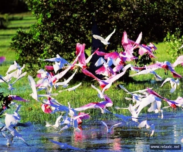 Kỳ thú khu tự nhiên hoang dã Pantanal - Brazil - ảnh 17