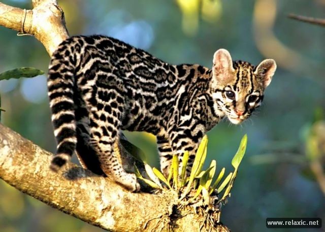Kỳ thú khu tự nhiên hoang dã Pantanal - Brazil - ảnh 18