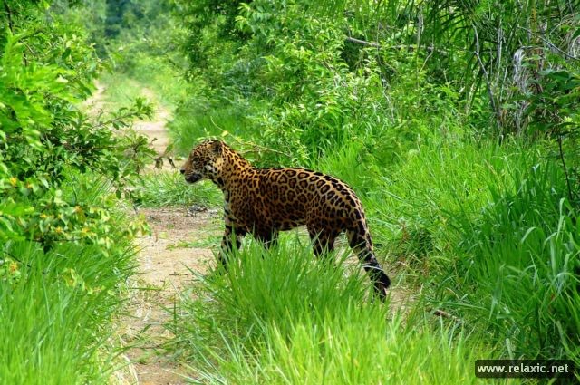 Kỳ thú khu tự nhiên hoang dã Pantanal - Brazil - ảnh 22