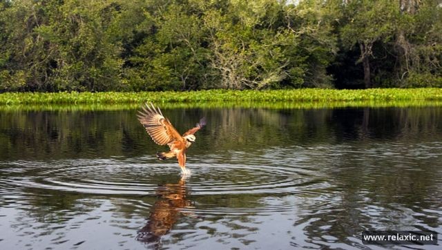 Kỳ thú khu tự nhiên hoang dã Pantanal - Brazil - ảnh 39