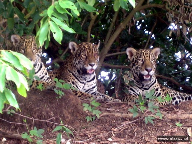 Kỳ thú khu tự nhiên hoang dã Pantanal - Brazil - ảnh 40