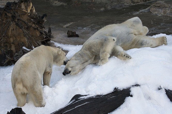 Káº¿t quáº£ hÃ¬nh áº£nh cho ANIMALS Polar Bears at the San Diego Zoo See Snow for the First Time, and Their Reaction Is Priceless