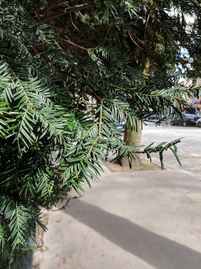 Test camera Huawei P20 Pro và Pixel 2 XL: kết quả bất ngờ ngoài dự đoán! - ảnh 13
