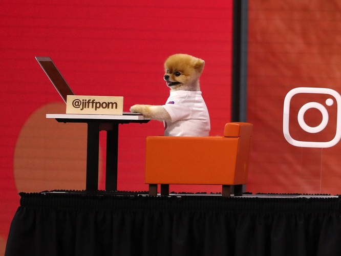 Chú chó Jiff Pom nổi tiếng ra sao mà được xuất hiện trong sự kiện lớn nhất năm của Facebook? - ảnh 6