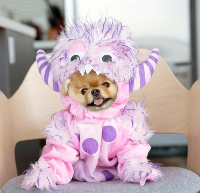 Chú chó Jiff Pom nổi tiếng ra sao mà được xuất hiện trong sự kiện lớn nhất năm của Facebook? - ảnh 5