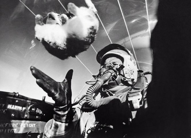 Cat in Space