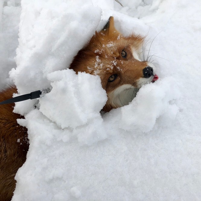 15 hình ảnh động vật trong mùa đông khiến trái tim ai cũng phải tan chảy  - ảnh 4