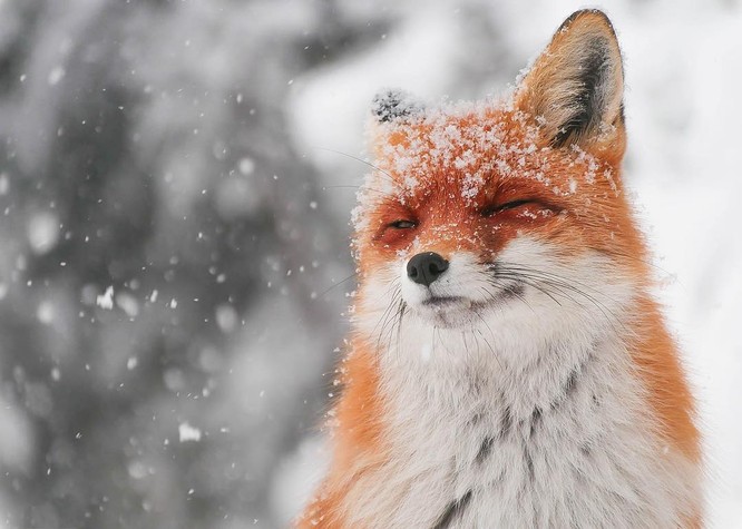 15 hình ảnh động vật trong mùa đông khiến trái tim ai cũng phải tan chảy  - ảnh 13