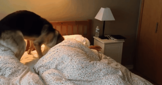Kết quả hình ảnh cho dog Wakes you up