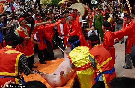 Báo quốc tế viết về lễ hội chém lợn của Việt Nam ảnh 7