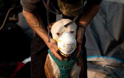 Hong Kong thông báo tìm thấy nCoV ở miệng và mũi chó nhà - ảnh 1