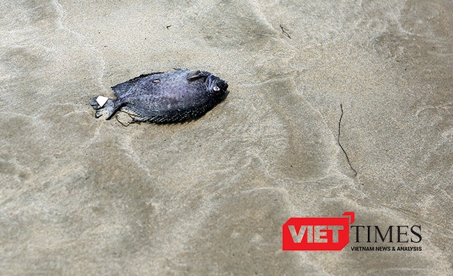 Cá chết dạt tới bờ biển Đà Nẵng, sở TN-MT chưa biết ảnh 9