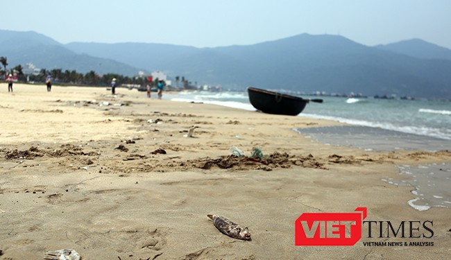 Cá chết rải rác dọc biển Đà Nẵng nhưng không ảnh hưởng đến hoạt động của ngư dân