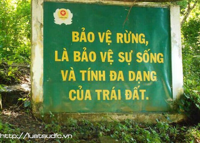TS Triệu Văn Hùng: "Trồng rừng thay thế bằng keo, bạch đàn thì làm sao giữ được đa dạng sinh học!" ảnh 2