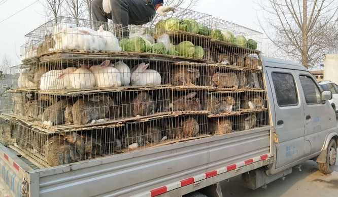 深Shenzhenの新しい規制により、人々はウサギ肉を食べることができます（画像：SCMP）