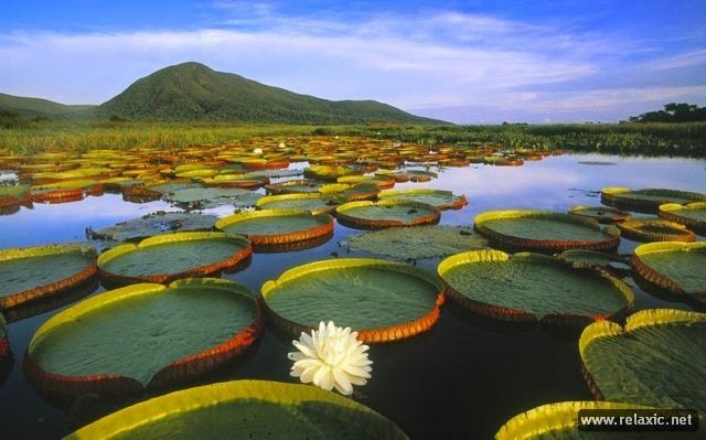Kỳ thú khu tự nhiên hoang dã Pantanal - Brazil ảnh 10