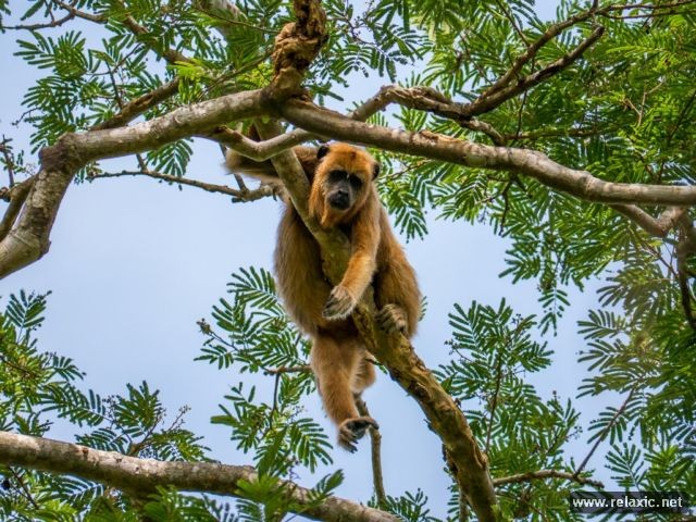 Kỳ thú khu tự nhiên hoang dã Pantanal - Brazil ảnh 13