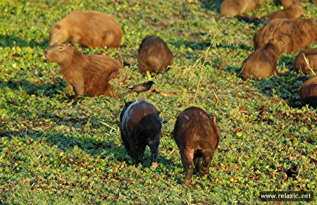 Kỳ thú khu tự nhiên hoang dã Pantanal - Brazil ảnh 15